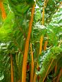 Rhubarb, Adelaide Botanic Gardens P1080799